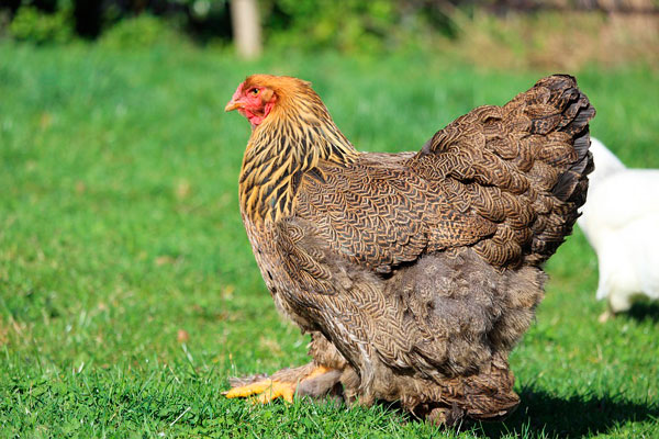 es una de las aves domésticas de mayor tamaño
