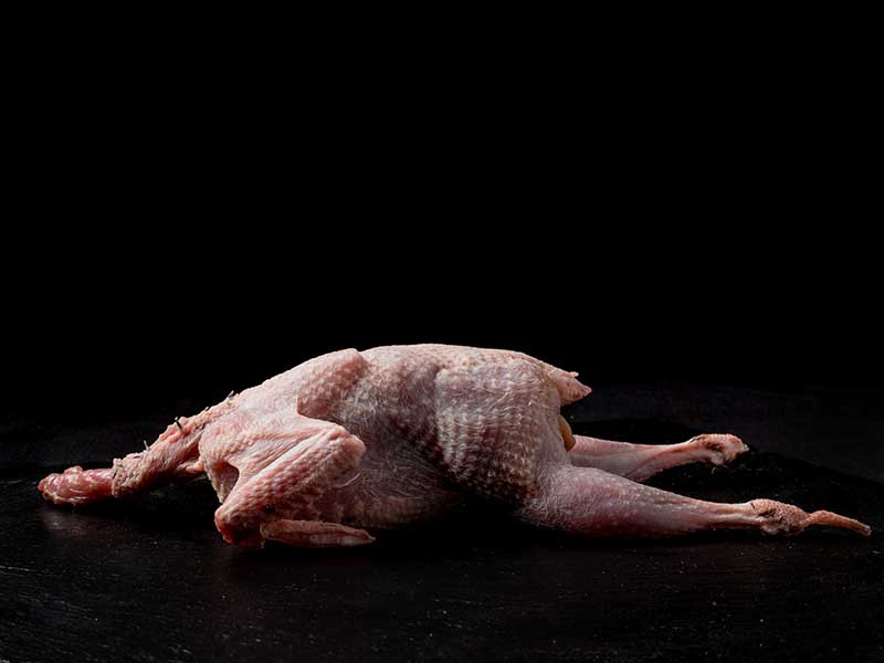 Perdiz roja de tiro carne para guisar