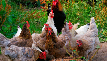 La cosa va de gallinas
