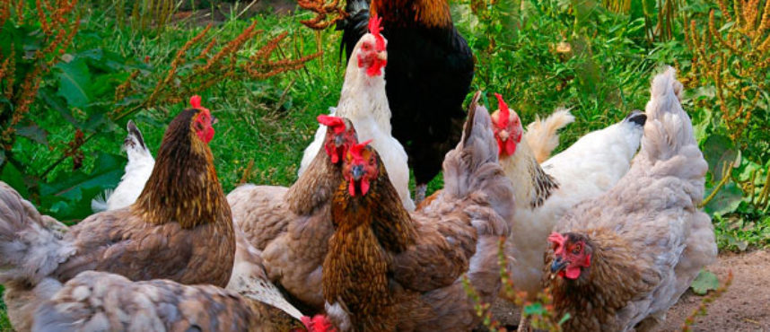 La cosa va de gallinas